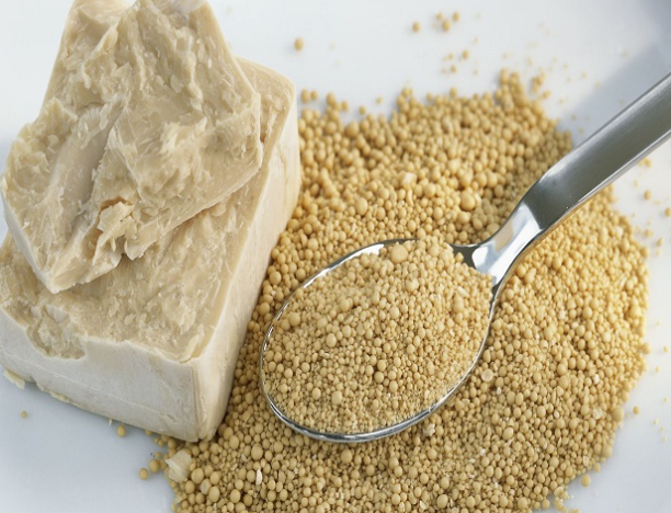ยีสต์ (Yeast) ประเภทของยีสต์ สำหรับทำเบเกอรี่