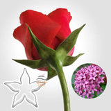 พิมพ์กดคุกกี้ แสตนเลส รูปดอกไม้ ดอกพุดดาว